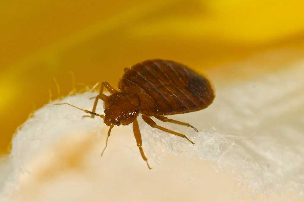 bed bug on leather couch