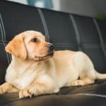 labrador puppy on leather couch