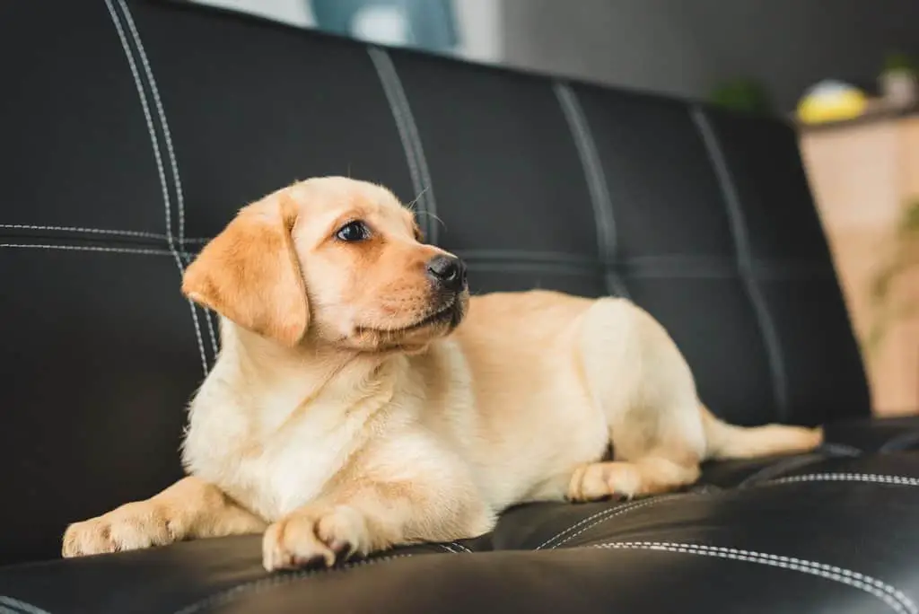 labrador puppy on leather couch